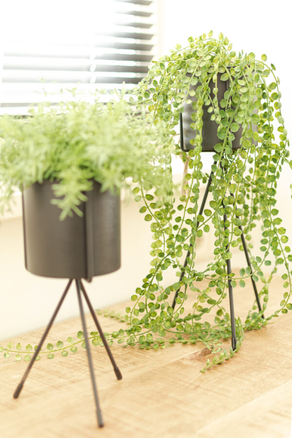 detail planten slaapkamer detail planten slaapkamer